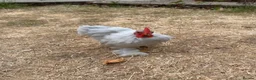 Chickens poultry for sale: Lavender Pekin Bantam Cockerels  - Advert 3