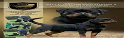 Rottweiler dogs for sale: Rottweiler puppies in Tenterden - Advert 6