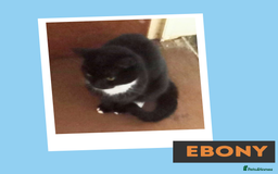 Mixed Breed cats for adoption: Fur Besties for Adoption! - Image 5