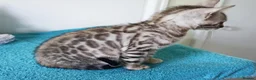 Bengal cats for sale: Bengal Rosette Girl Kitten - Advert 5