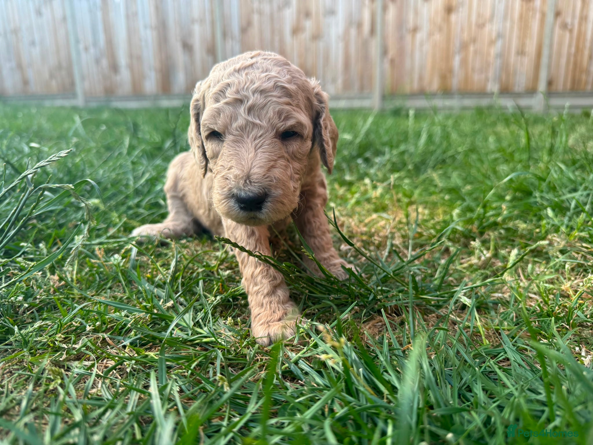 Goldendoodle dogs for sale: Stunning Goldendoodle Puppies in Herne Bay - Advert 18