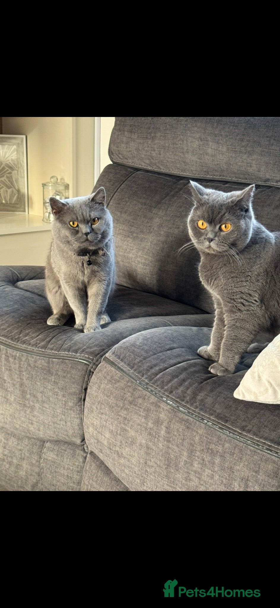 British Shorthair cats Beautiful Pair of british short hair Cats  - Advert 1
