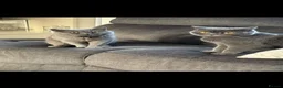 British Shorthair cats for sale: Beautiful Pair of british short hair Cats  - Advert 1