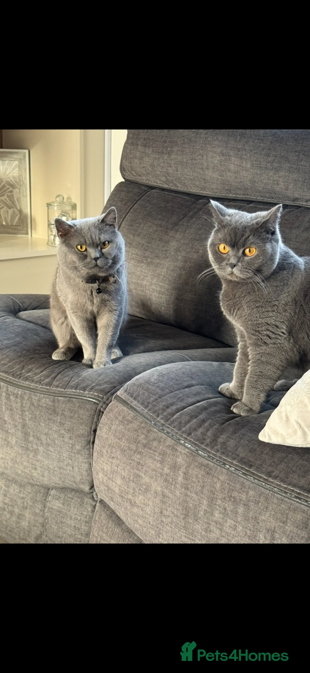 British Shorthair cats for sale: Beautiful Pair of british short hair Cats  - Advert 1