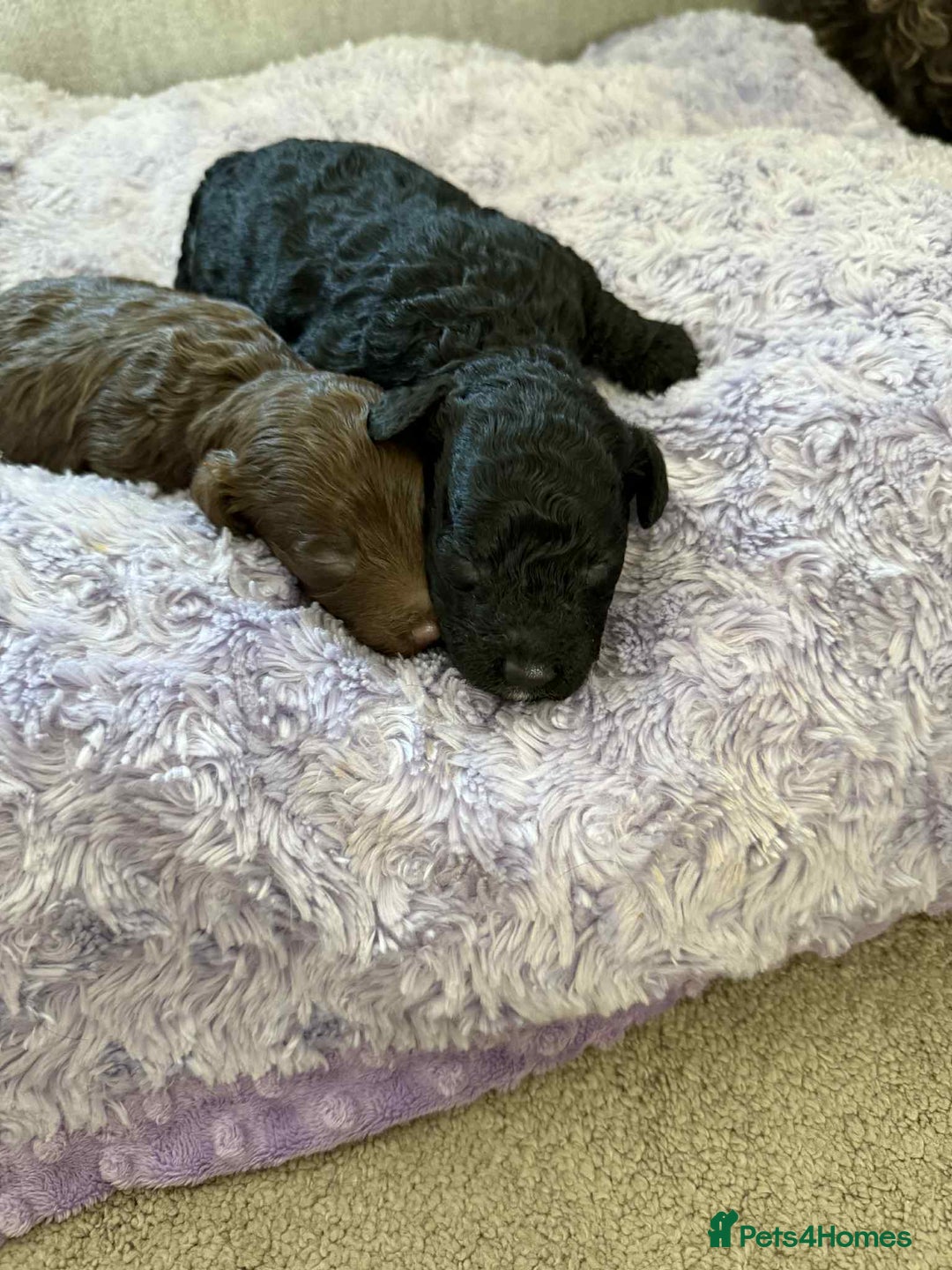 Cockapoo dogs for sale: Cockapoo  - Image 11
