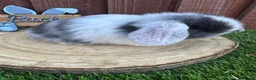 Mini Lop rabbits for sale: 🥰😍Stunning purebred mini lops ready to reserve  - Advert 19