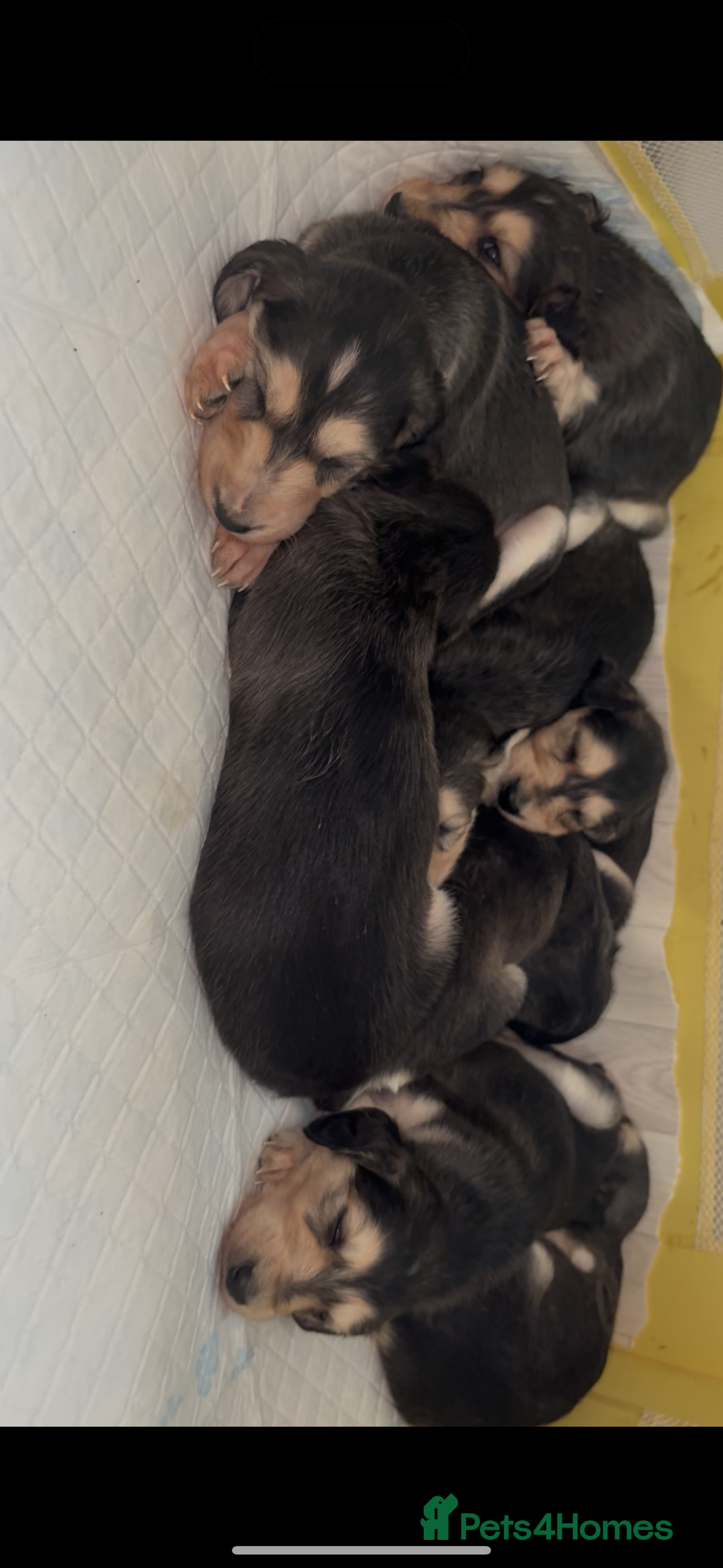 Saluki dogs for sale: KC registered saluki puppies (American bloodlines) - Image 6