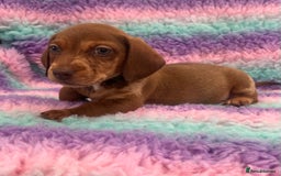 Miniature Dachshund dogs for sale: Miniature Dachshund Boys and Girls From £700 - Image 18