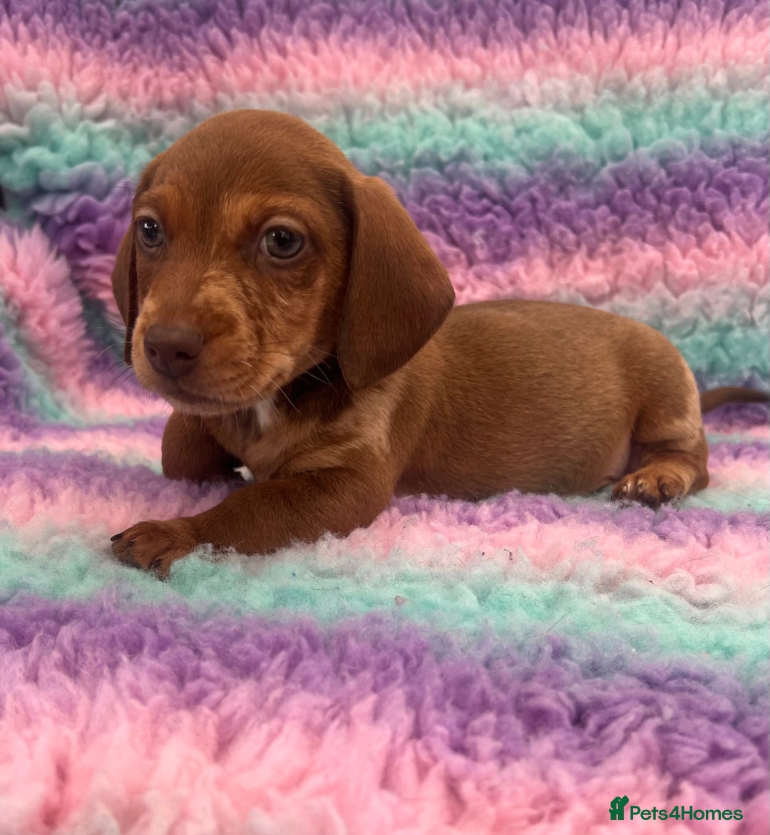 Miniature Dachshund dogs for sale: Miniature Dachshund Boys and Girls From £700 - Image 18