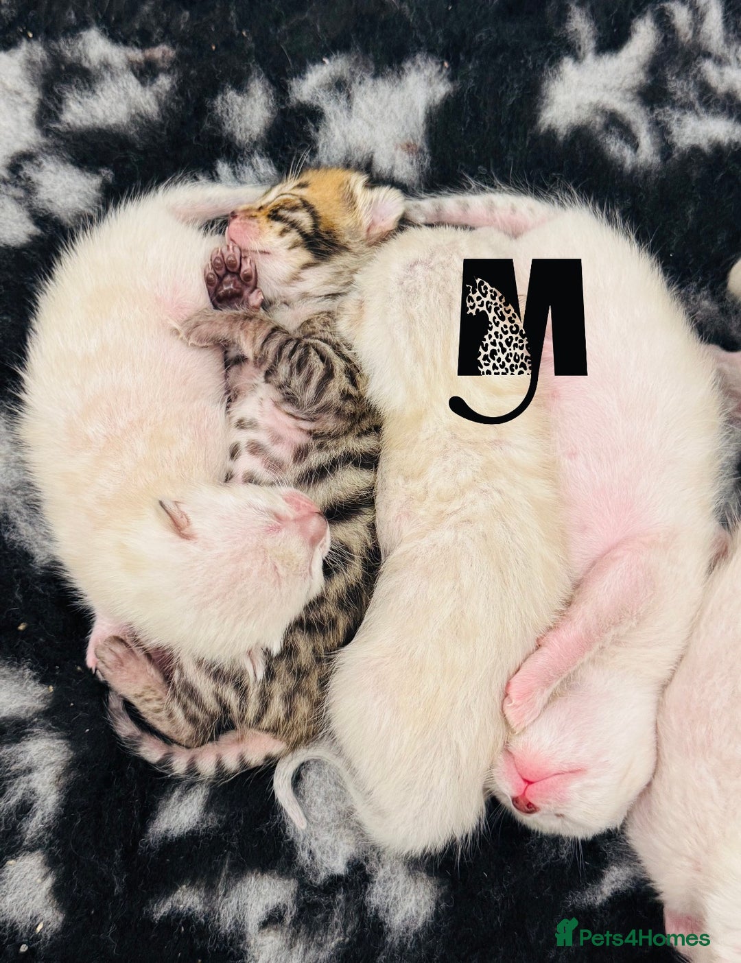 Bengal cats for sale: Snow Lynx Bengal Kittens Available for Reservation - Advert 2