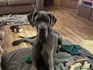 Great Dane dogs Handsome Male Great Dane - Advert 13