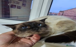 Ragdoll cats for sale: Pure Ragdoll Cat  2 Years Old, Affectionate & Calm - Image 4