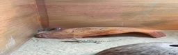 Dragon reptiles for sale: Baby Rankin dragons for sale - Advert 2