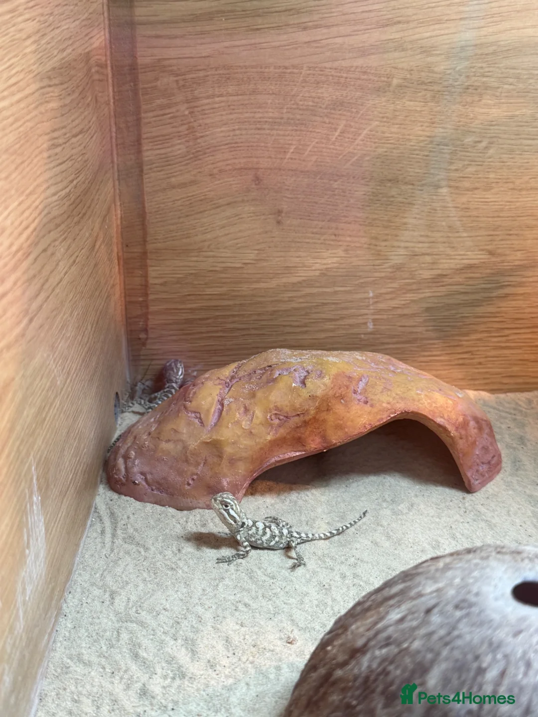 Dragon reptiles for sale: Baby Rankin dragons for sale - Advert 2