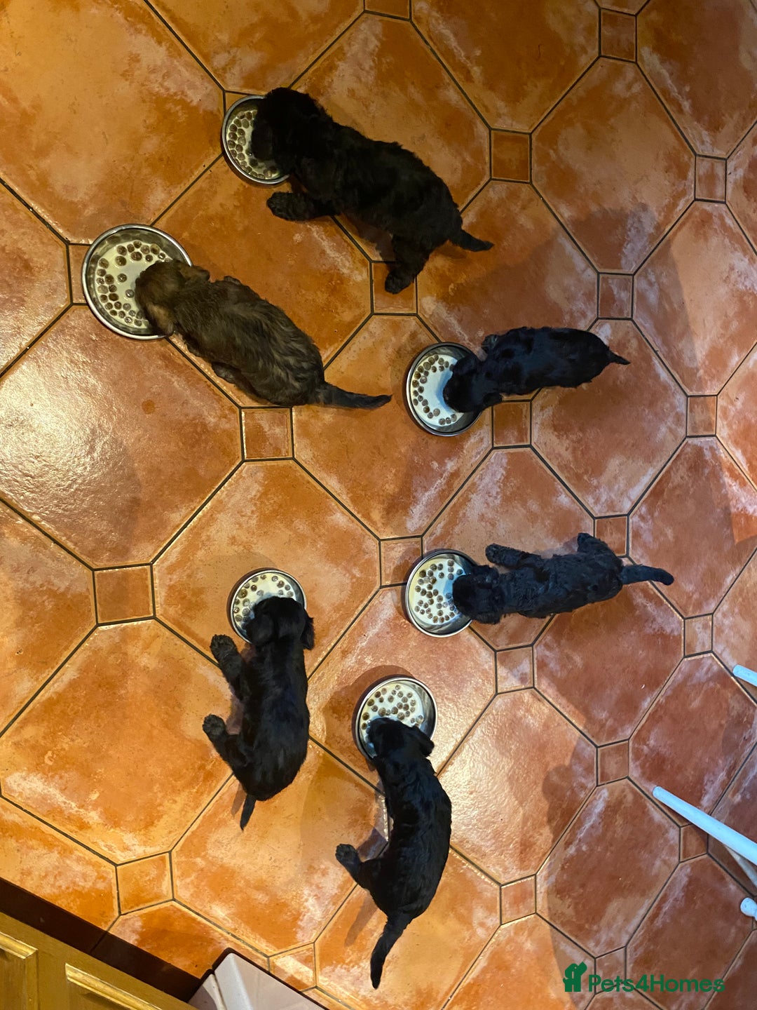 Mixed Breed dogs for sale: Bedlington Terrier X Whippet Puppies ⭐️ - Image 15
