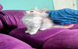Maine Coon cats for sale: Beautiful Pedigree Maine Coon kittens  - Image 10