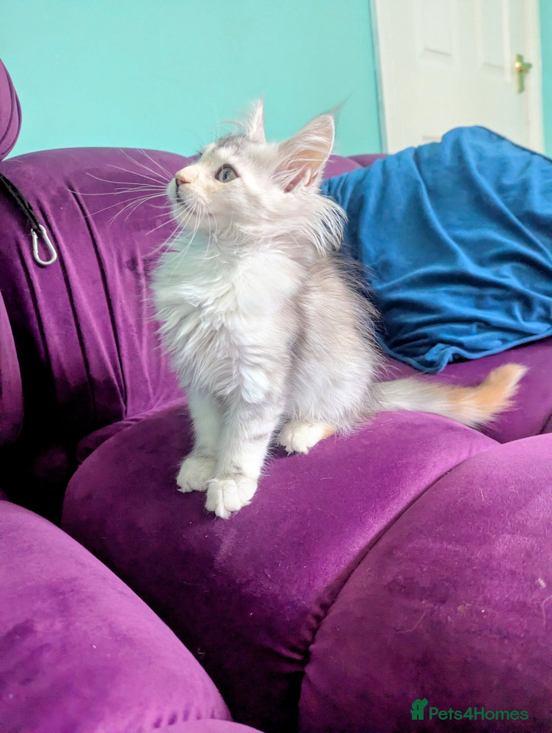 Maine Coon cats for sale: Beautiful Pedigree Maine Coon kittens  - Image 10