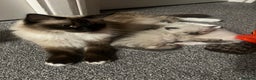 Ragdoll cats for sale: Fluffy Ragdoll Sisters - Advert 6