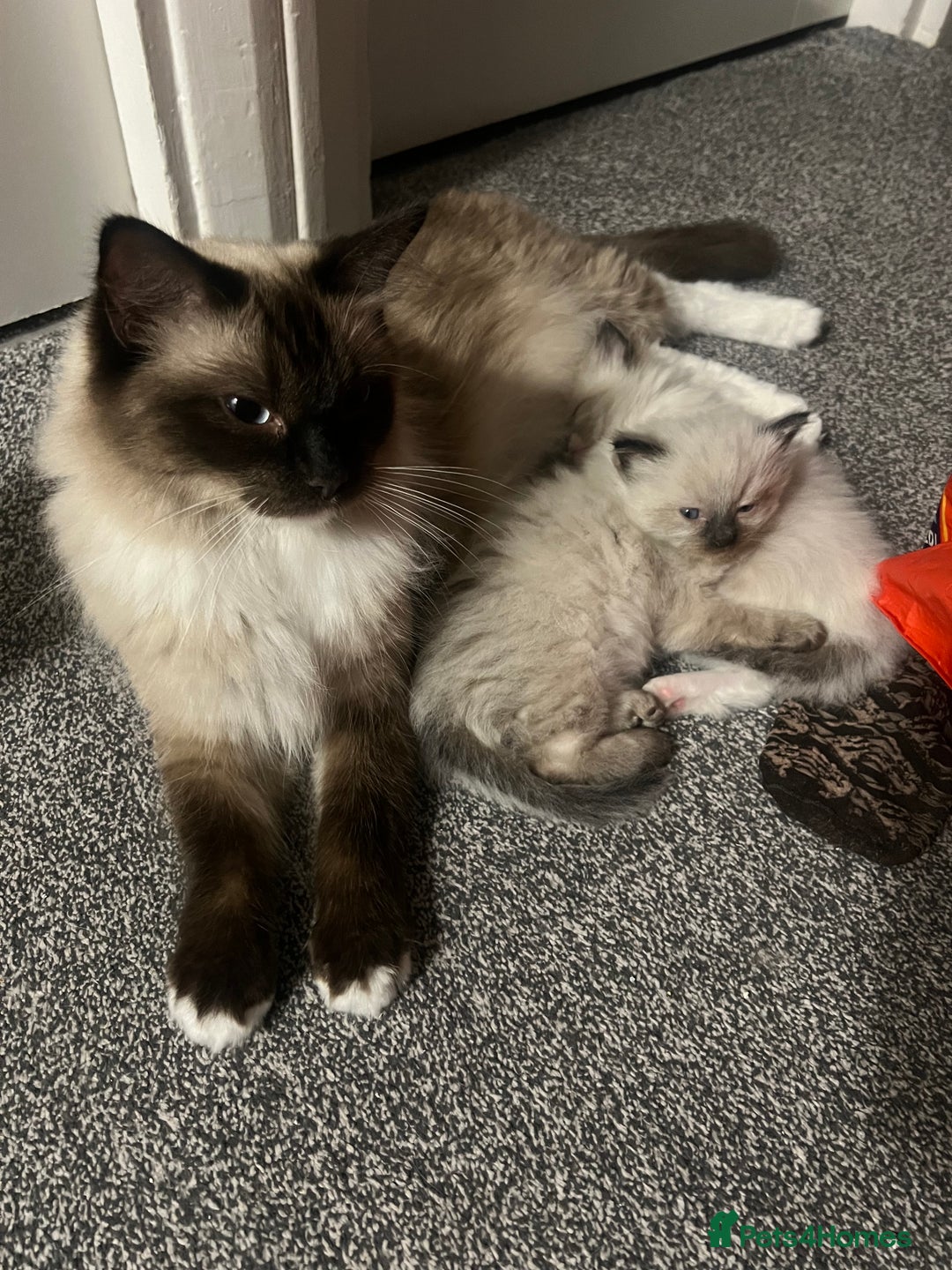 Ragdoll cats for sale: Fluffy Ragdoll Sisters - Advert 6
