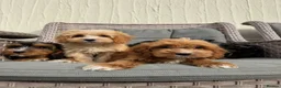 Cockapoo dogs for sale: F1 pra clear Cockapoos(council licensed) - Advert 6
