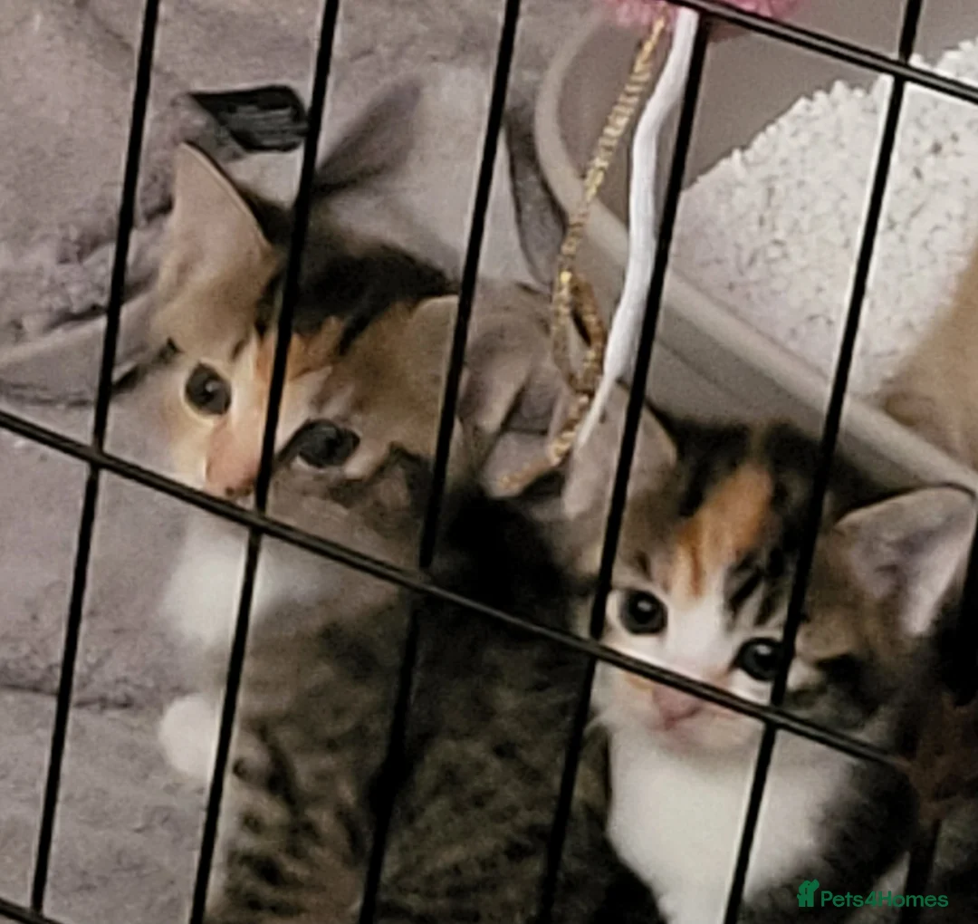 Mixed Breed cats for sale: My gorgeous girls in Welling - Advert 5