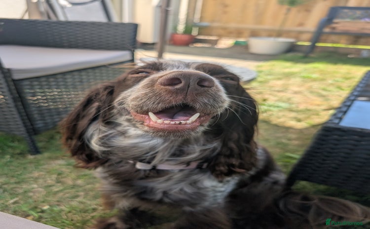 Cocker Spaniel dogs - Advert 1