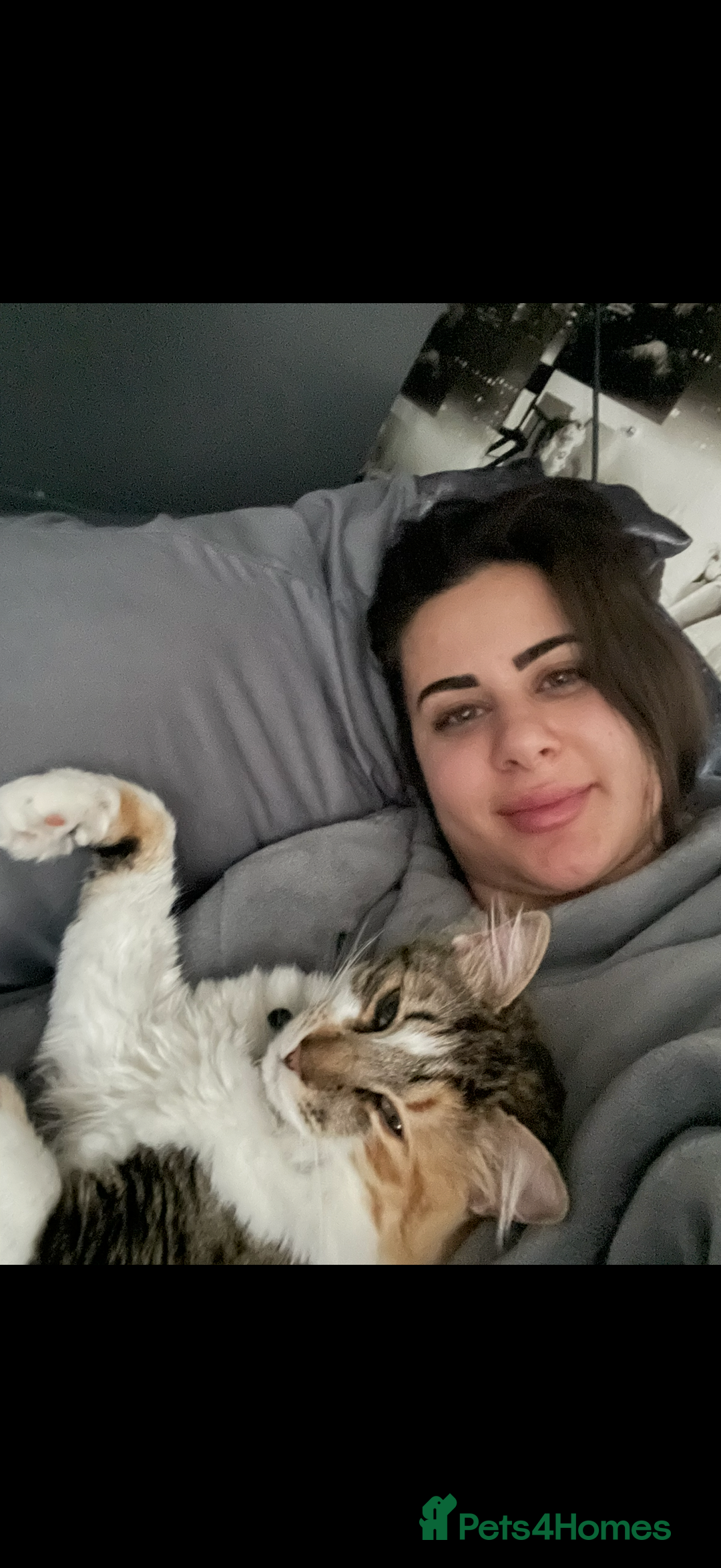 Mixed Breed cats for sale: Boy cat up for adoption - Advert 13