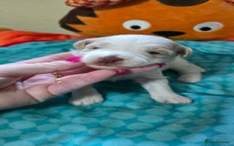 Mixed Breed dogs for sale: Beautiful Miniature Schnoodles  - Image 5