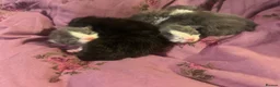 Maine Coon cats for sale: Pedigree maincoon kittens  - Advert 12