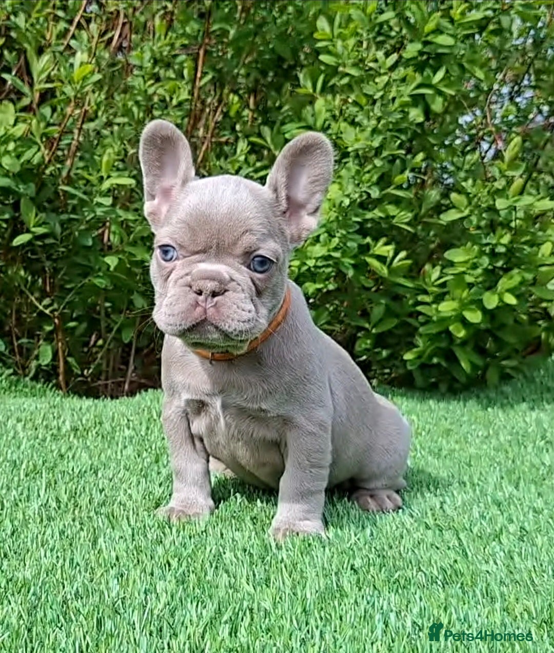 French Bulldog dogs Gorgeous French Bulldog Puppies  - Advert 1