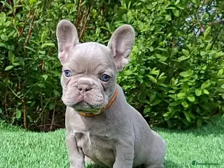 French Bulldog dogs for sale: Gorgeous French Bulldog Puppies - Advert 3