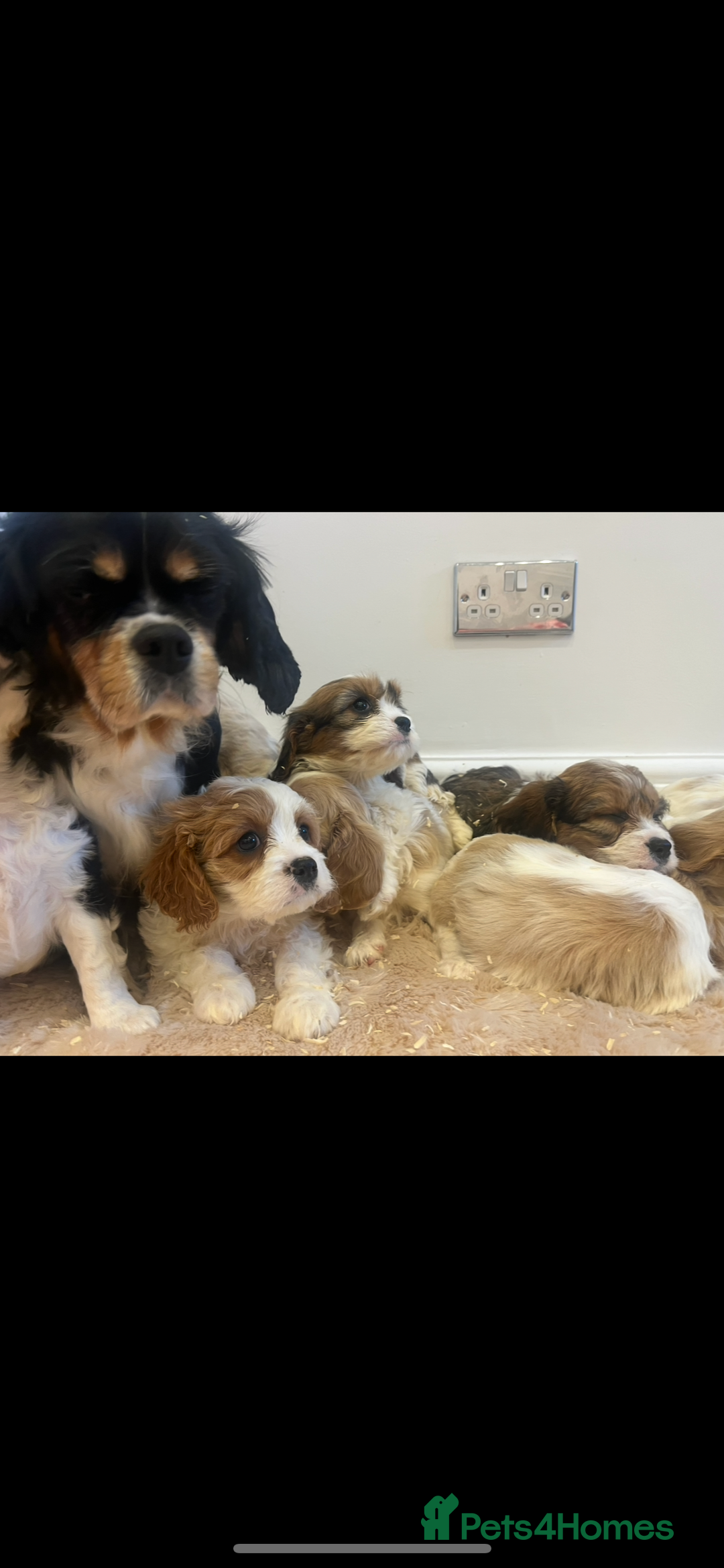 Cavachon dogs for sale: Cavachon Puppies Health Tested Clear  - Advert 2
