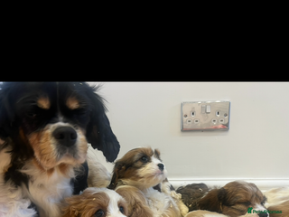 Cavachon dogs Cavachon Puppies Health Tested Clear - Advert 1