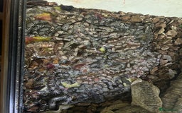 Boa Snake reptiles for sale: 2025 Boa Constrictor Babies in Letchworth Garden City - Image 24
