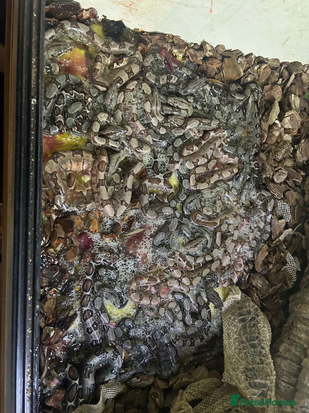 Boa Snake reptiles for sale: 2025 Boa Constrictor Babies in Letchworth Garden City - Image 24