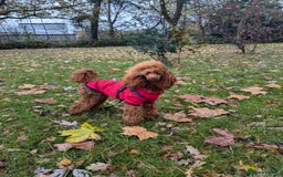 Miniature Poodle dogs for stud: KC health tested dog via POLICE K9 behaviourist - Image 21