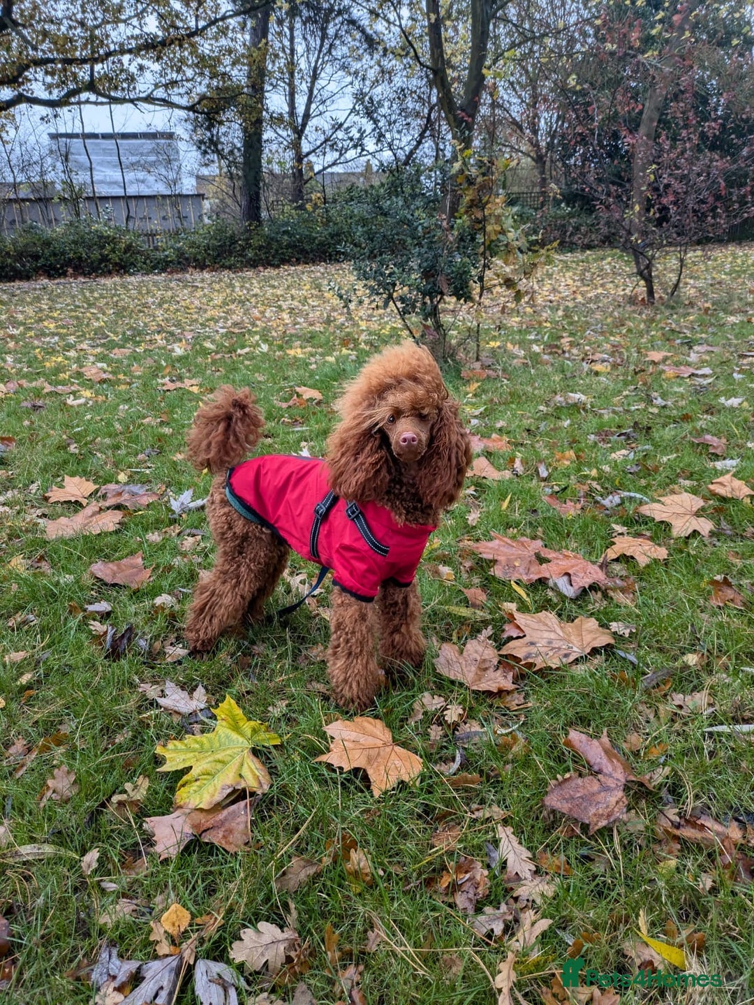 Miniature Poodle dogs for stud: KC health tested dog via POLICE K9 behaviourist - Image 21