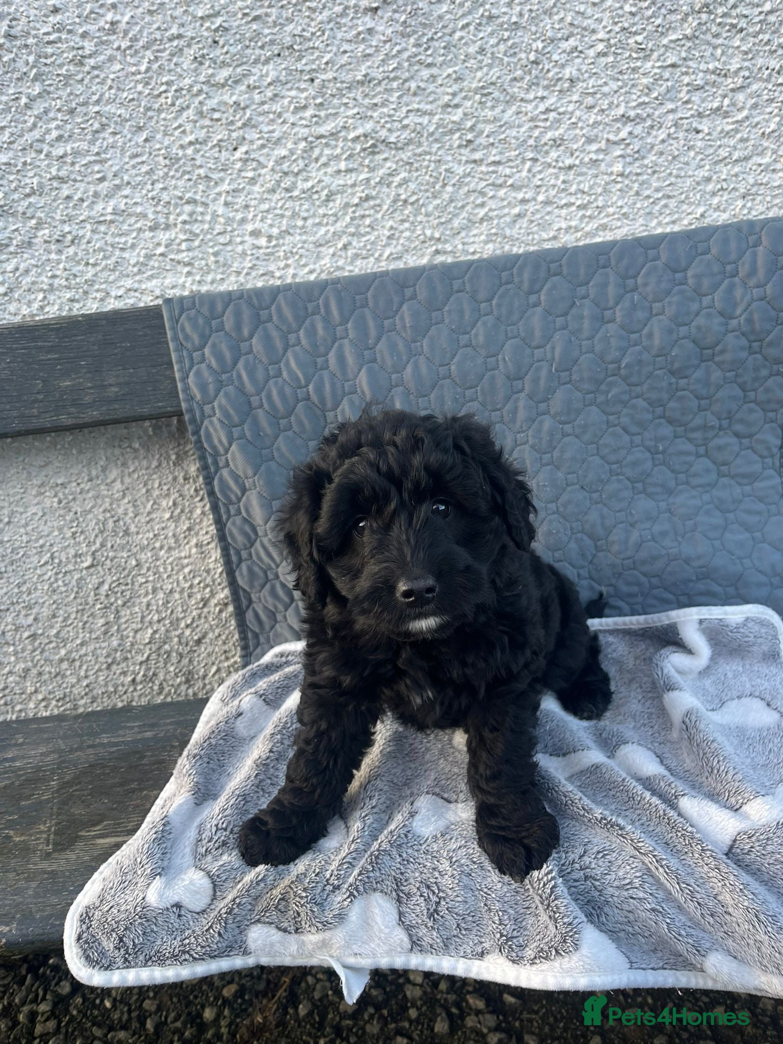 Bordoodle dogs Superb Litter of Bordoodles - Advert 2