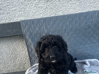 Bordoodle dogs Superb Litter of Bordoodles - Advert 2