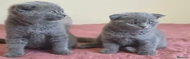 Scottish Fold 2