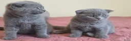 Scottish Fold cats for sale: 3 lovely Scotish Fold kittens  - Advert 22