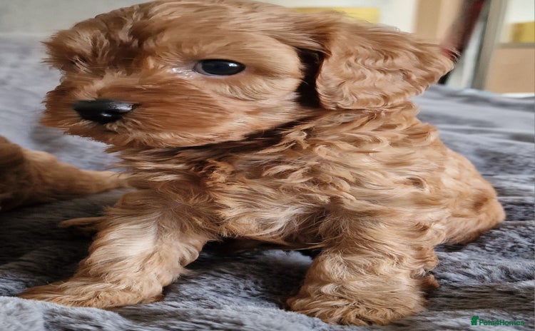 Cavachon dogs - Advert 4
