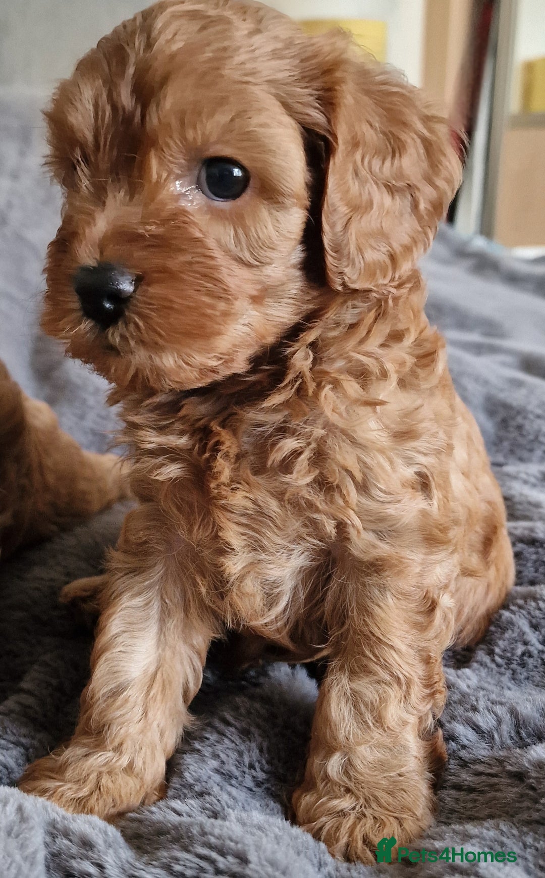 Cavachon dogs for sale: Gorgeous litter cavapoochon puppies - Image 1