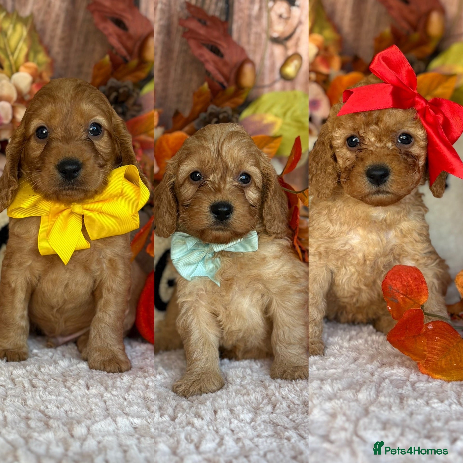 Cockapoo dogs Gorgeous F1B Miniature Cockapoos  Puppies - Advert 1