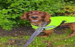 Irish Setter dogs for stud: Irish Setter (Red) Available for Stud. - Image 3