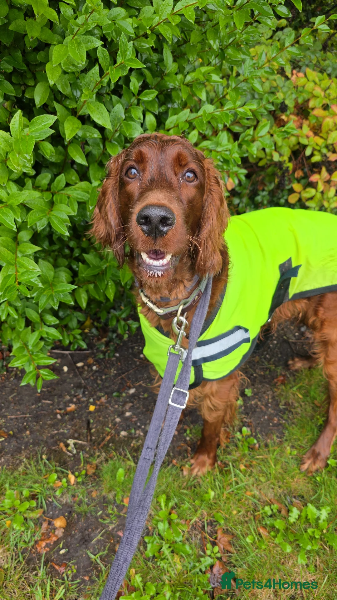 Irish Setter dogs for stud: Irish Setter (Red) Available for Stud. - Advert 3