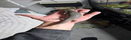 Skink reptiles for sale: Proven Female pink tounge skink - Advert 4