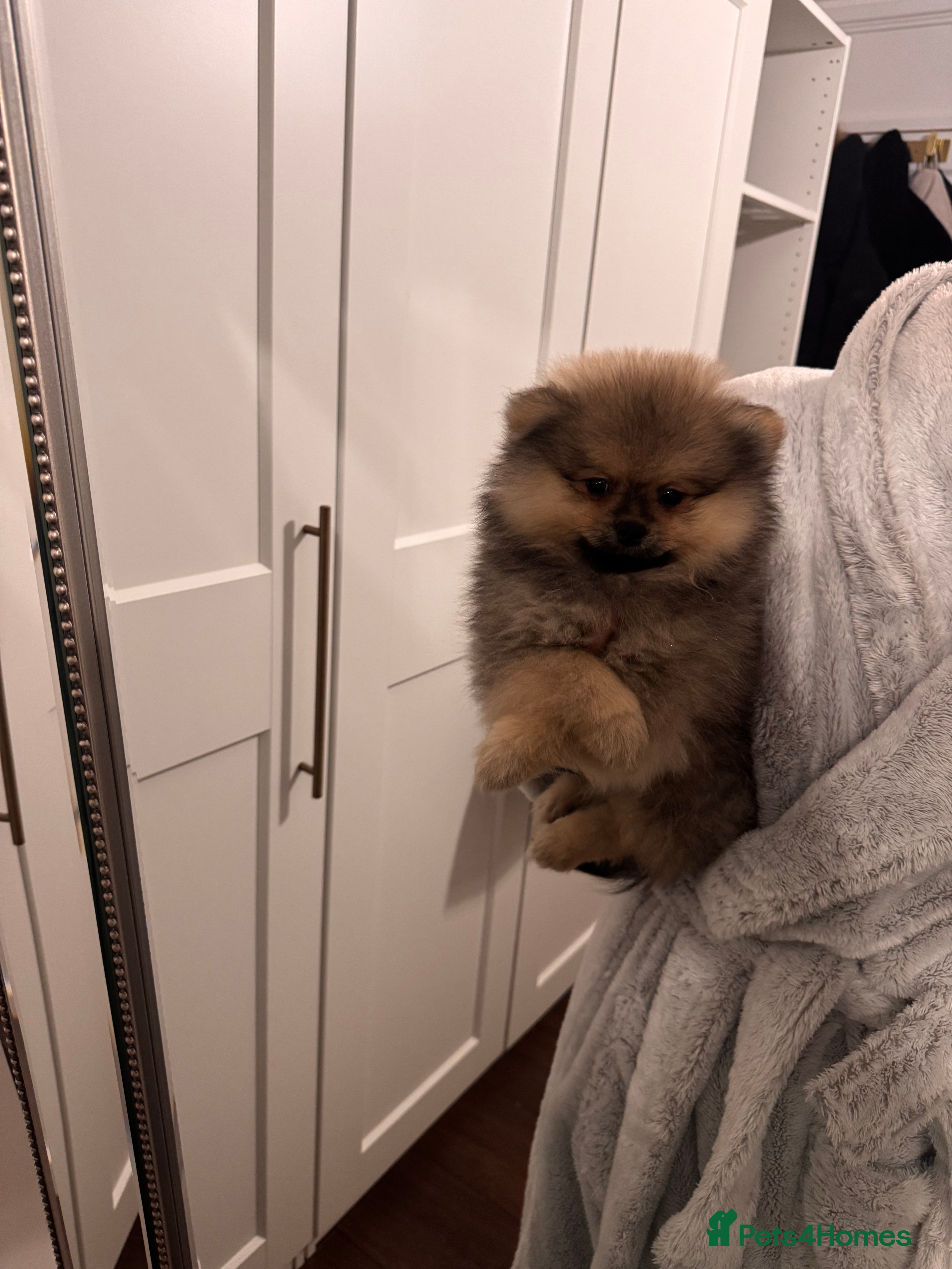 Pomeranian dogs MALE KC TEDDY POM - Advert 7