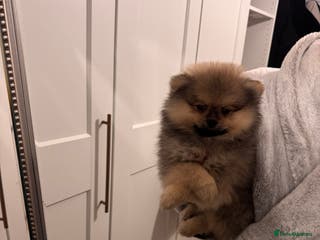 Pomeranian dogs MALE KC TEDDY POM - Advert 12