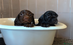 Mixed Breed dogs for sale: ⭐️ Cockerdor Puppies ⭐️  - Advert 18